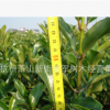 法國冬青/珊瑚樹 基地直銷 青珊瑚盆栽 各種規(guī)格 量大優(yōu)惠