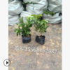 杜鵑 盆栽 各種精品球類 品種齊全 價(jià)格優(yōu)惠 毛娟球