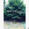 雞爪槭 基地直銷 紫薇 櫻花 品種齊全 量大優(yōu)惠