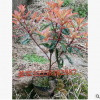 紅葉石楠 盆栽 基地直銷 紅葉石楠球 品種齊全 價(jià)格優(yōu)惠