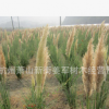 矮蒲葦 水生植物 批發(fā)價(jià)格 常綠鳶尾 各種品種 基地直銷