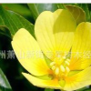 中華萍蓬草 水生植物 基地大量供應(yīng)批發(fā)價(jià)格 千屈菜