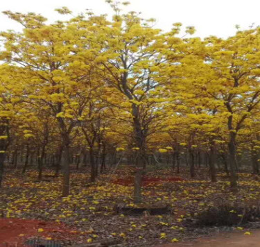 產(chǎn)地長期供應(yīng)批發(fā) 黃花風(fēng)鈴木 產(chǎn)地直銷黃花風(fēng)鈴木 基地直銷