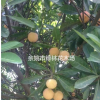 出售楊梅果樹苗、工程苗