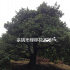 楊梅樹經濟林果苗（推薦荒山種植、苗圃育苗）