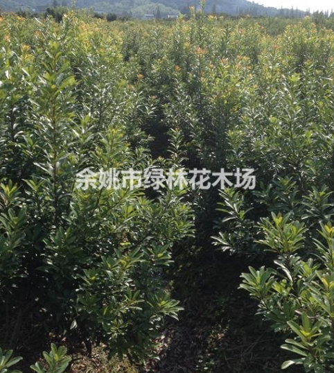 出售楊梅樹（量大）