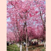 *受中國人鐘愛的福建山櫻花