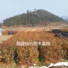 福建山櫻花