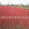 紅瑞木 基地直銷 品種齊全 大量供應