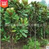 批發(fā)庭院植物廣玉蘭苗 行道綠化苗木 工程綠化 園林 風(fēng)景樹