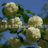 歐洲莢蒾 盆栽 地中海莢蒾 各種規格 品種齊全 量大優惠
