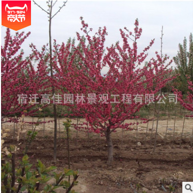 綠化樹花灌木 紫葉桃紅葉碧桃 紅葉碧桃樹苗庭院觀賞批發量大優惠
