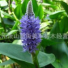 海壽花 水生植物 批發(fā)價(jià)格 基地直銷 蘭花三七 黃菖蒲