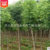 基地出售國槐樹 優(yōu)質(zhì)綠化樹木批發(fā) 規(guī)格齊全 綠化防護(hù)樹國槐
