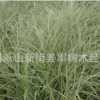花葉芒 水生植物 基地直銷 話也蘆葦 蒲葦 品種齊全 量大優(yōu)惠