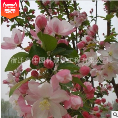 西府海棠苗 供應垂絲海棠 北美海棠西府海棠樹苗 當年新苗