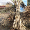 櫻花小苗 各種規(guī)格 品種齊全 紅楓 基地直銷 價(jià)格優(yōu)惠