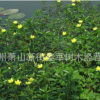 黃花水龍 水生植物 基地直銷 品種齊全 量大優(yōu)惠