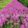 福祿考 草花植物 盆栽 基地直銷 各種規(guī)格 品種齊全 量大優(yōu)惠