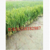 黃菖蒲 水生植物 基地直銷 美人蕉 水生鳶尾 品種齊全 量大優(yōu)惠