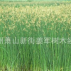 水蔥 水生植物 睡蓮 黃菖蒲 品種齊全 基地直銷