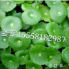 香菇草 水生植物 基地直銷 各種規(guī)格 量大優(yōu)惠 品種齊全