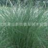 細(xì)葉芒 草花地被 水生植物大量批發(fā)供應(yīng) 基地批發(fā)價(jià)格 量大優(yōu)惠