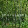直銷竹子 紫竹 青竹 園林綠化苗木庭院種植觀賞