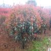 紅葉石楠球 綠化工程苗 綠籬植物 土球好 冠幅美