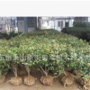 茶梅 基地直銷 生產批發基地價格 品種齊全 量大優惠