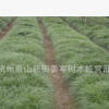 書帶草又名麥冬草地被水生植物 長年大量供應批發基地