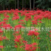 石蒜花 彼岸花 各種品種 基地直銷 再力花 水生植物