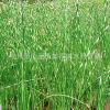 水蔥 水生植物 基地直銷 凈化排污 品種齊全 量大優惠