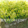 金森女貞 盆栽 水生植物 草花地被 批發價格 大量基地供應