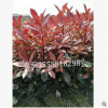 紅葉石楠 盆栽 基地直銷 各種規格 品種齊全 量大優惠