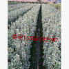 金邊黃楊 基地直銷 各種規格 大葉黃楊 品種齊全 量大優惠
