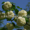 歐洲莢蒾 盆栽 地中海莢蒾 各種規格 品種齊全 量大優惠