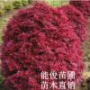 桂林紅楓樹(shù) 廣西紅楓樹(shù) 量大優(yōu)惠 常綠喬木 園林綠化 庭院觀賞
