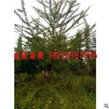 廣西桂林銀杏樹批發 綠化工程 供應貴州銀杏 苗圃基地
