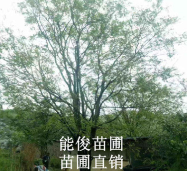 槐樹 廣西槐樹 優質槐樹