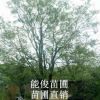 槐樹(shù) 廣西槐樹(shù) 優(yōu)質(zhì)槐樹(shù)