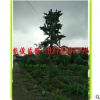 廣西桂林銀杏樹(shù)批發(fā) 量大優(yōu)惠貨源足供應(yīng)貴州銀杏