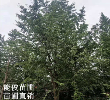廣西桂林銀杏樹批發 量大優惠 供應貴州銀杏