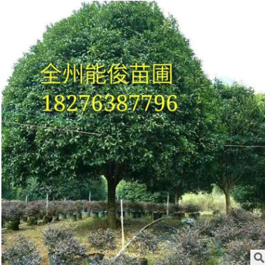 廣西桂花樹 桂花樹 量大優惠貨源足 桂林桂花樹批發