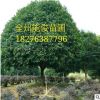 廣西桂花樹(shù) 桂花樹(shù) 量大優(yōu)惠貨源足 桂林桂花樹(shù)批發(fā)