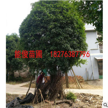 廣西桂花樹 工程綠化樹批發四季常青優惠