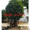 廣西桂花樹(shù) 工程綠化樹(shù)批發(fā)四季常青優(yōu)惠