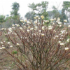 夢(mèng)花樹