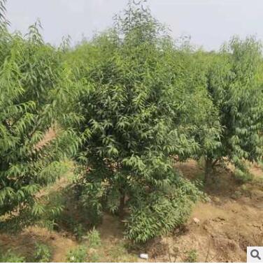 基地出售山桃3-10CM等各種綠化苗木