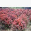 山東濰坊紅葉小檗批發價格 1-3年苗 培育基地 價格低